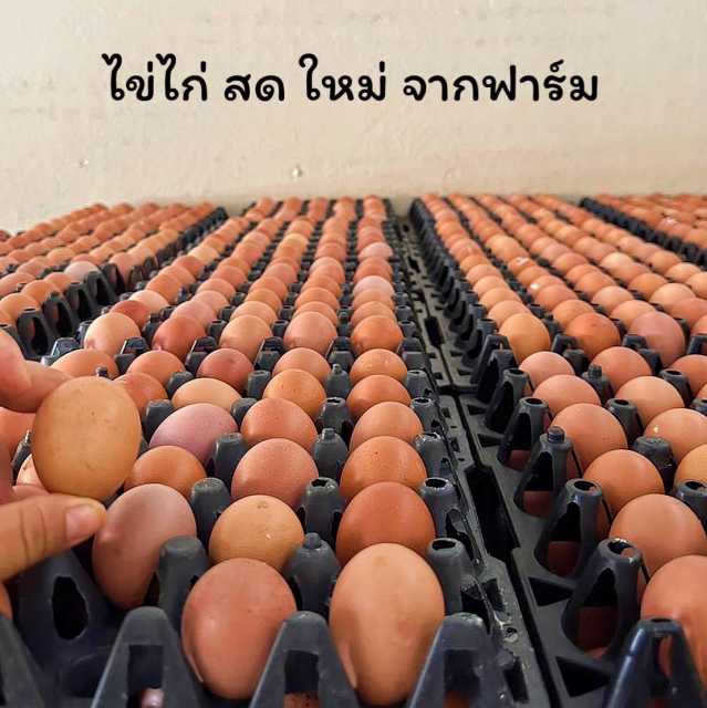 ทีมงานยกไข่ลงลาน